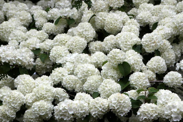 樹木シリーズ63 オオデマリ あきた森づくり活動サポートセンター