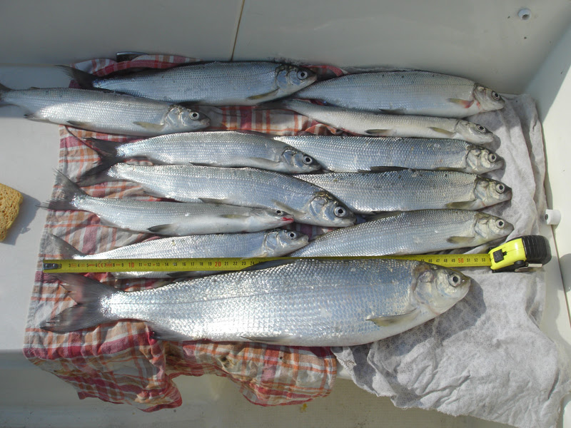 Il lavarello del Fabri cm.51x 870gr - La Combriccola del Garda