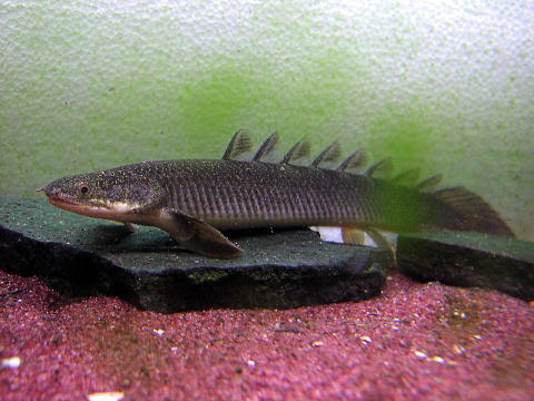 ポリプテルス セネガルス セネガルス ｄ ｓ ｒｏｏｍ図鑑