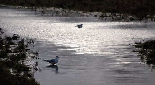 Black headed Gull