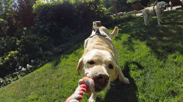 GoPro's Fetch dog mount in actoin