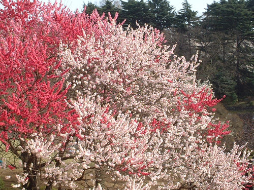 canadian red cherry tree pictures. The darker red/pink flowers
