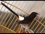 Konsep Kicau Mania Kicau Burung Murai Batu JENIS Murai Batu Borneo, paling update!