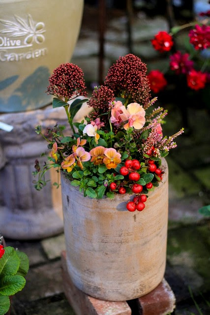 この季節はやっぱり 寄せ植えコレクション18冬vol ３ 元気で活きの良い植物専門店エコマルシェオニヅカのブログ