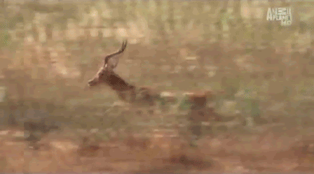 pix Lion Gazelle Gif gazelle gets bodyslammed by awaiting lion gifs