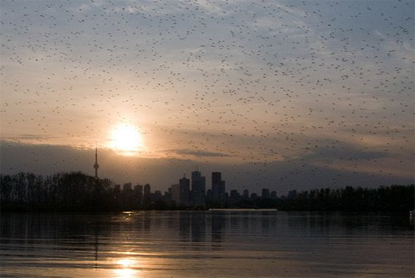 midges toronto