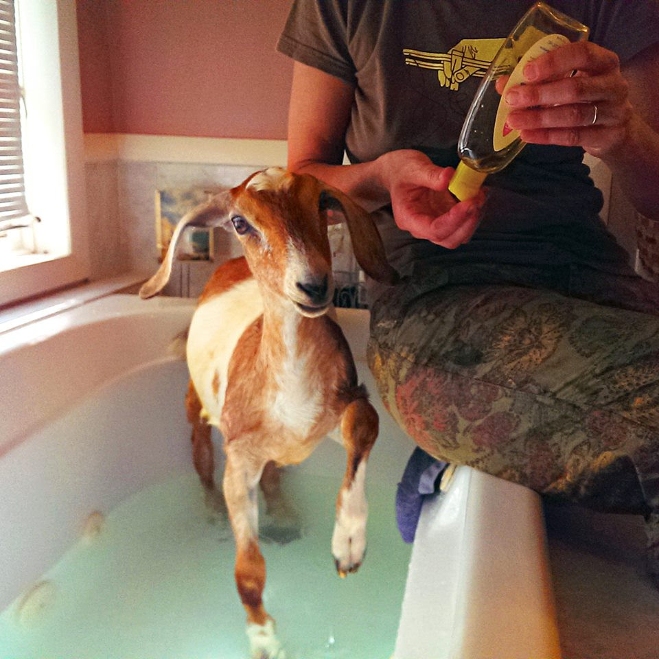 Can You Give Baby Goats A Bath : How To Take Care Of Pygmy Goats Care Sheet Guide 2021 Pet Keen - Now, you get to change the situation.