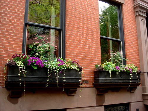 Window Boxes in Brooklyn Heights