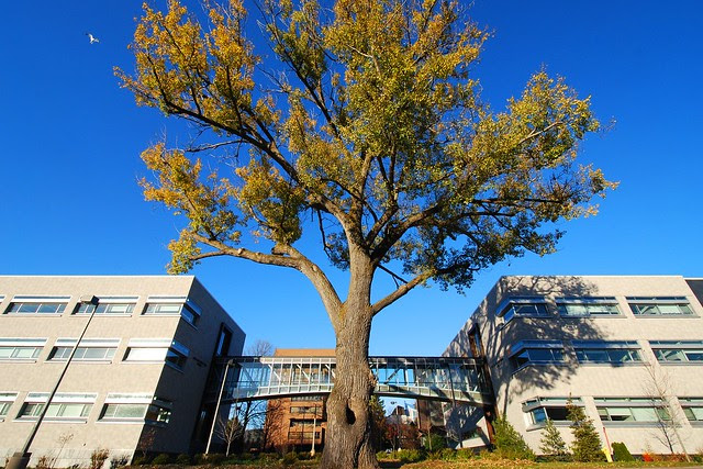 A huge old tree between two modern buildings.