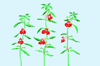 ホウセンカ 花は華