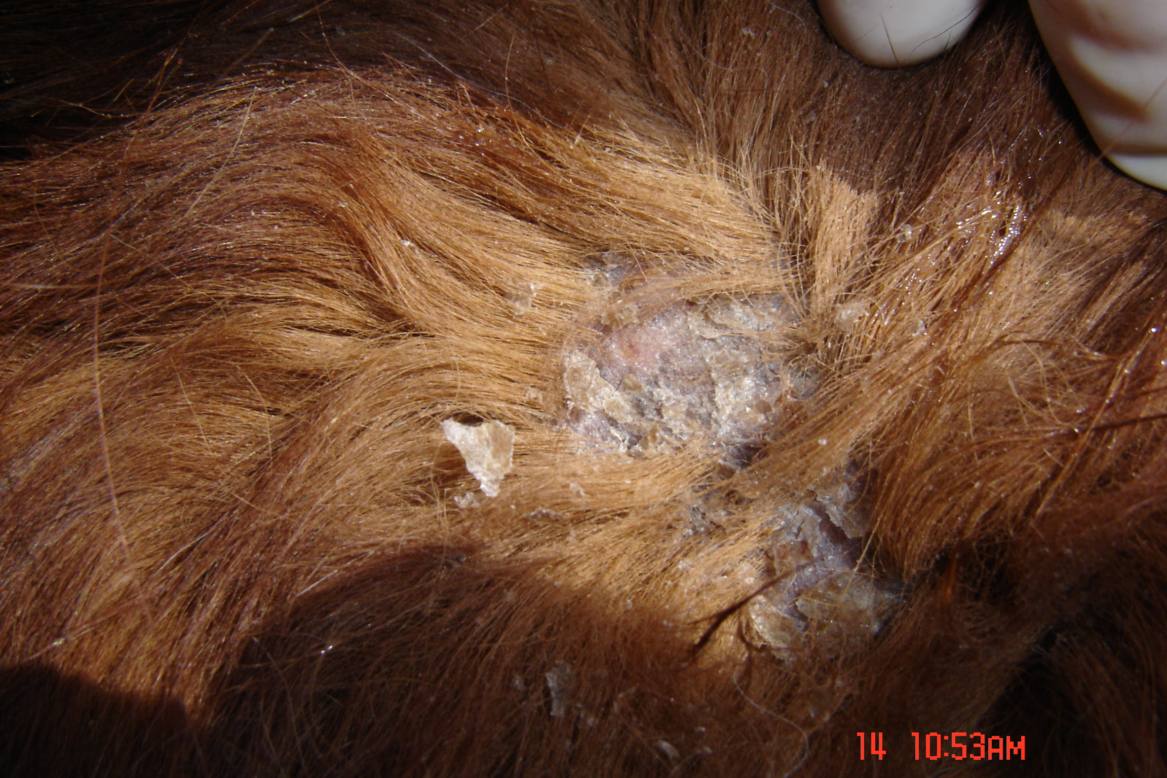 Image Result For Yorkshire Terrier Ear Problems