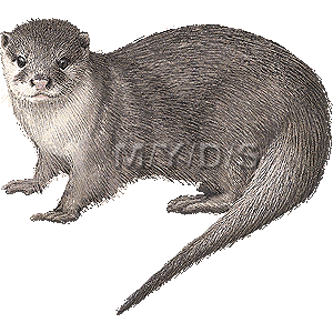 小爪獺 小爪川獺 コツメ カワウソのイラスト 条件付フリー素材集