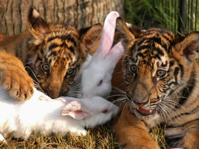 tigres e coelhos