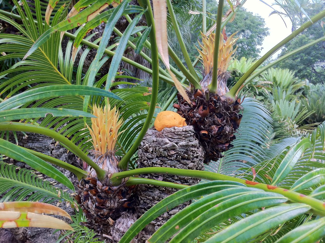 Cycad