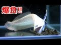【人気ダウンロード！】 淡水 かっこいい 熱帯魚 183260