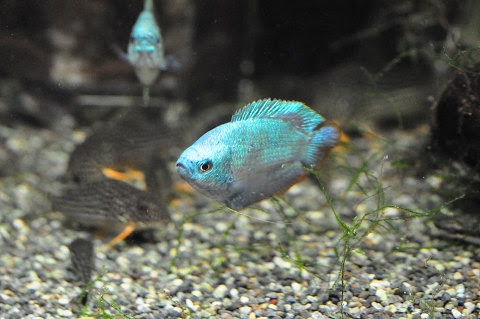 コバルトブルードワーフグラミー 熱帯魚 アクアリウム レビュー 楽天ブログ