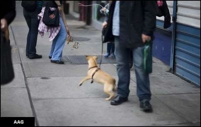 Flashmob invisible dog - walking with animals without them modern art prints for sale