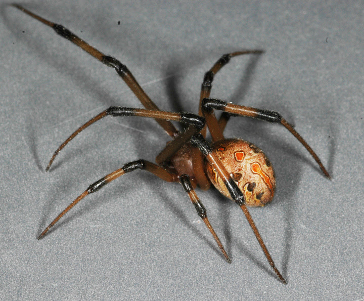 Off-Ramp® | Invasive brown widow spiders are pushing out ...