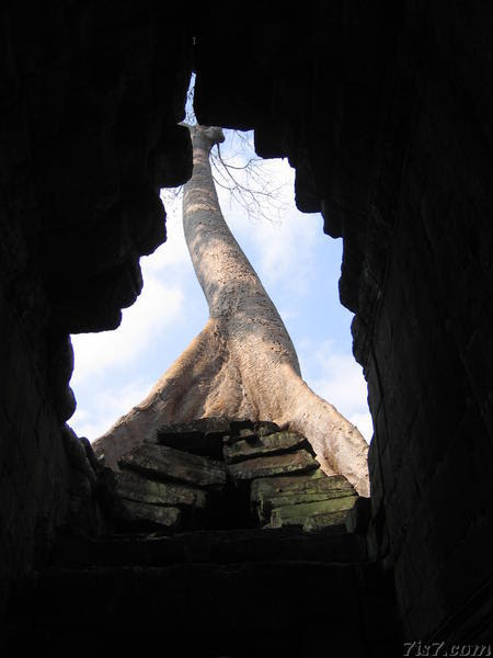 Preah Khan Tree