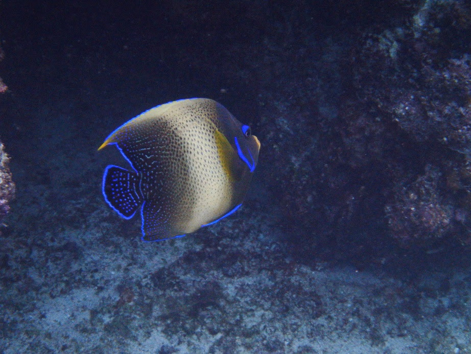 サザナミヤッコの成魚と幼魚の模様の違い 宮古島 1組限定シュノーケリング ぴーすまいる