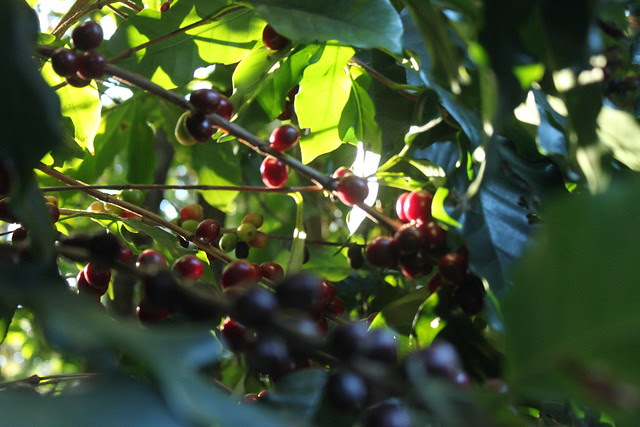 More freely growing 
coffeetrees