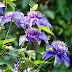 Is Azalea Poisonous - Is ivy poisonous to cats?