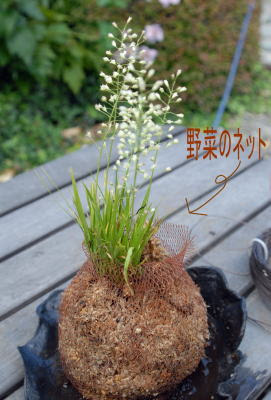 苔玉 こけだま コケダマ コケ玉 こけ玉 の作り方