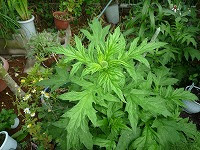 ７月１１日の誕生花 ルリタマアザミ 瑠璃玉薊 の花言葉 鋭敏 トゲだらけでユーモラスに咲く花の 傷つく心 弥生おばさんのガーデニングノート 花と緑の365日 楽天ブログ