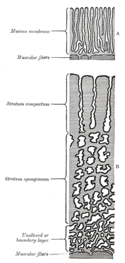 sections of the uterine mucous membrane: A. The non-pregnant uterus. B 