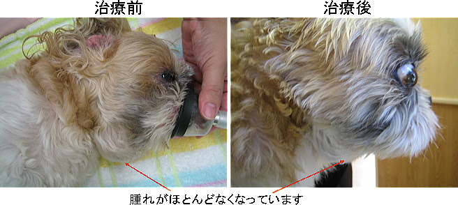 あいの動物病院治療成績１