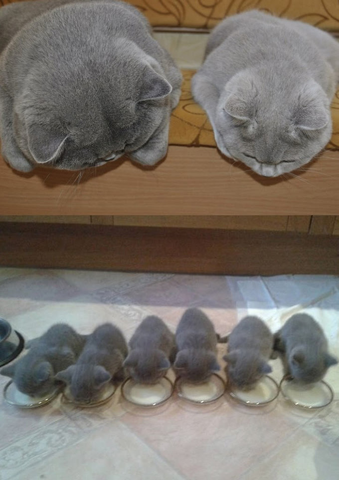 親の背を見て子は育つ 仲良し親子猫の可愛く癒される画像15選 Petfun 動物やペットに関する情報サイト