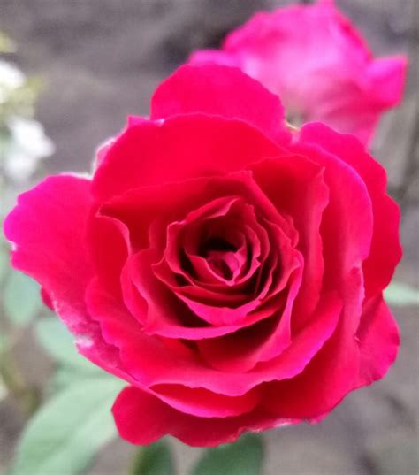 keindahan bunga mawar merahthe beauty  red rose