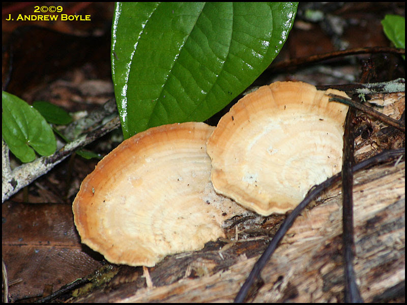 Fungus