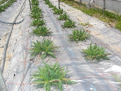 青森花卉 産地訪問２