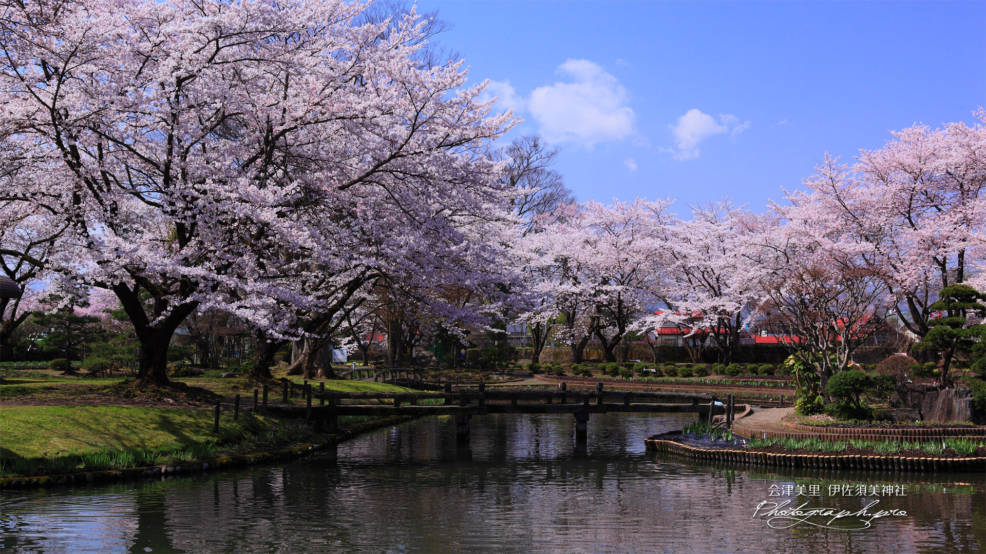 伊佐須美神社の桜 の壁紙 19x1080