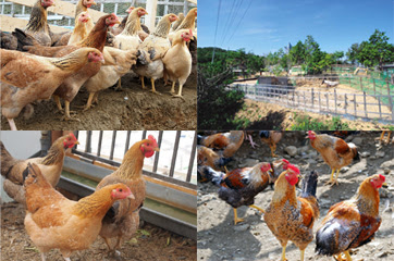 媛っこ地鶏生産者のご紹介 いなほ農園産媛っこ地鶏