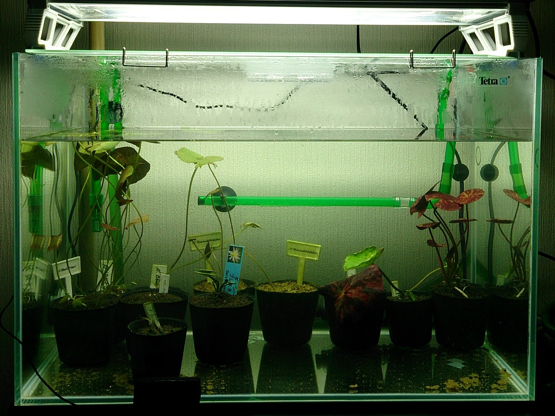 Aquatic Plants And Aquarium With Cats 熱帯性睡蓮の越冬準備