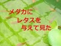 √画像をダウンロード メダカ 食べる もの 423486-メダカ 食べるもの