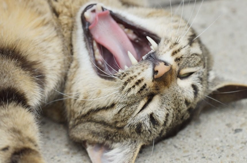 Votre Chat Perd Ses Dents Que Faire Europarchive Org