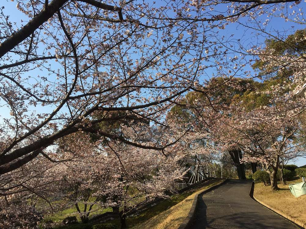 倉敷市 およそ500本の桜がある玉島の円通寺に行ってきました 号外net 倉敷市