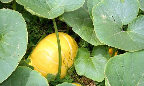 calabazas