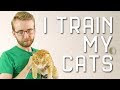 Basic Cat Training