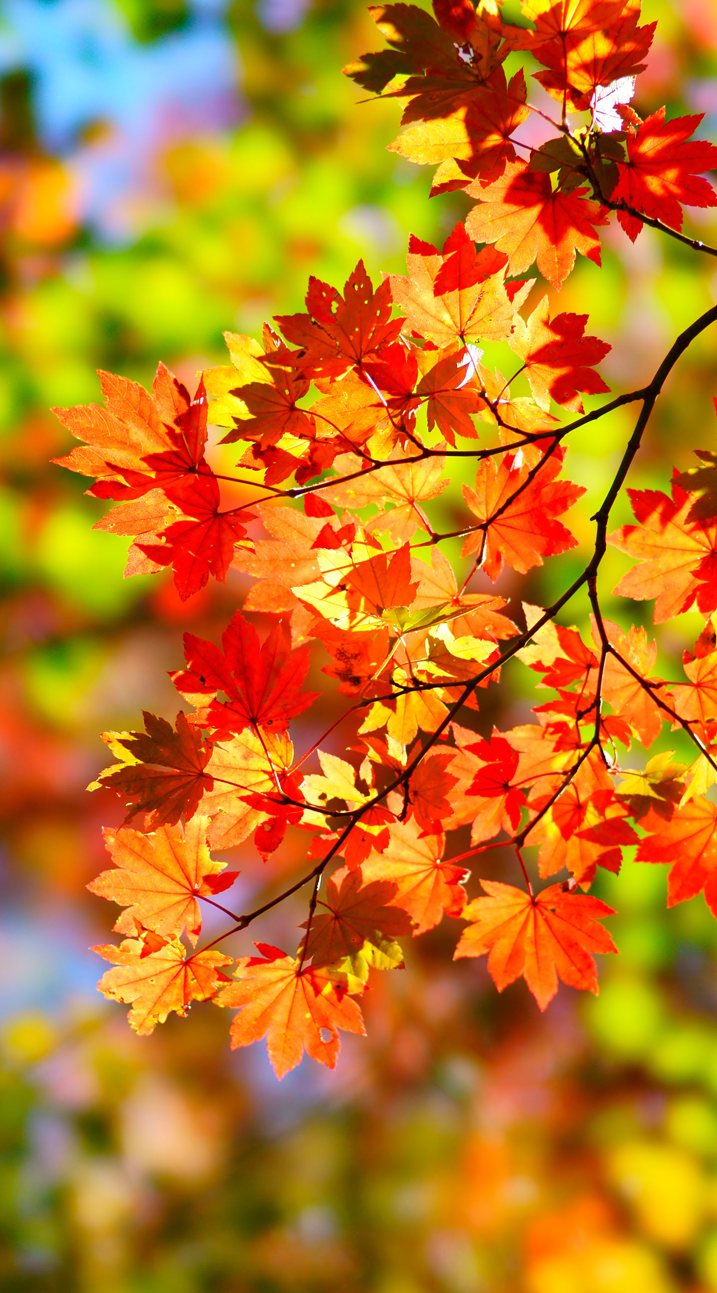 紅葉 Iphone壁紙タウン