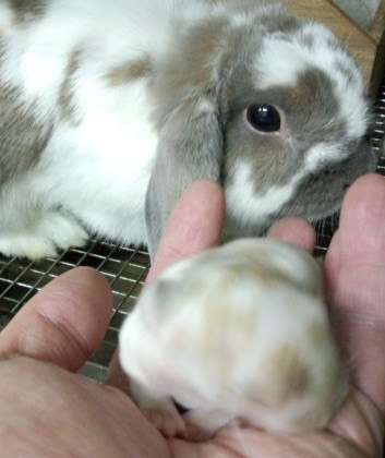７月１１日生まれのホーランドロップの赤ちゃんのその後です うさぎさん 専門店ラビットインパクト