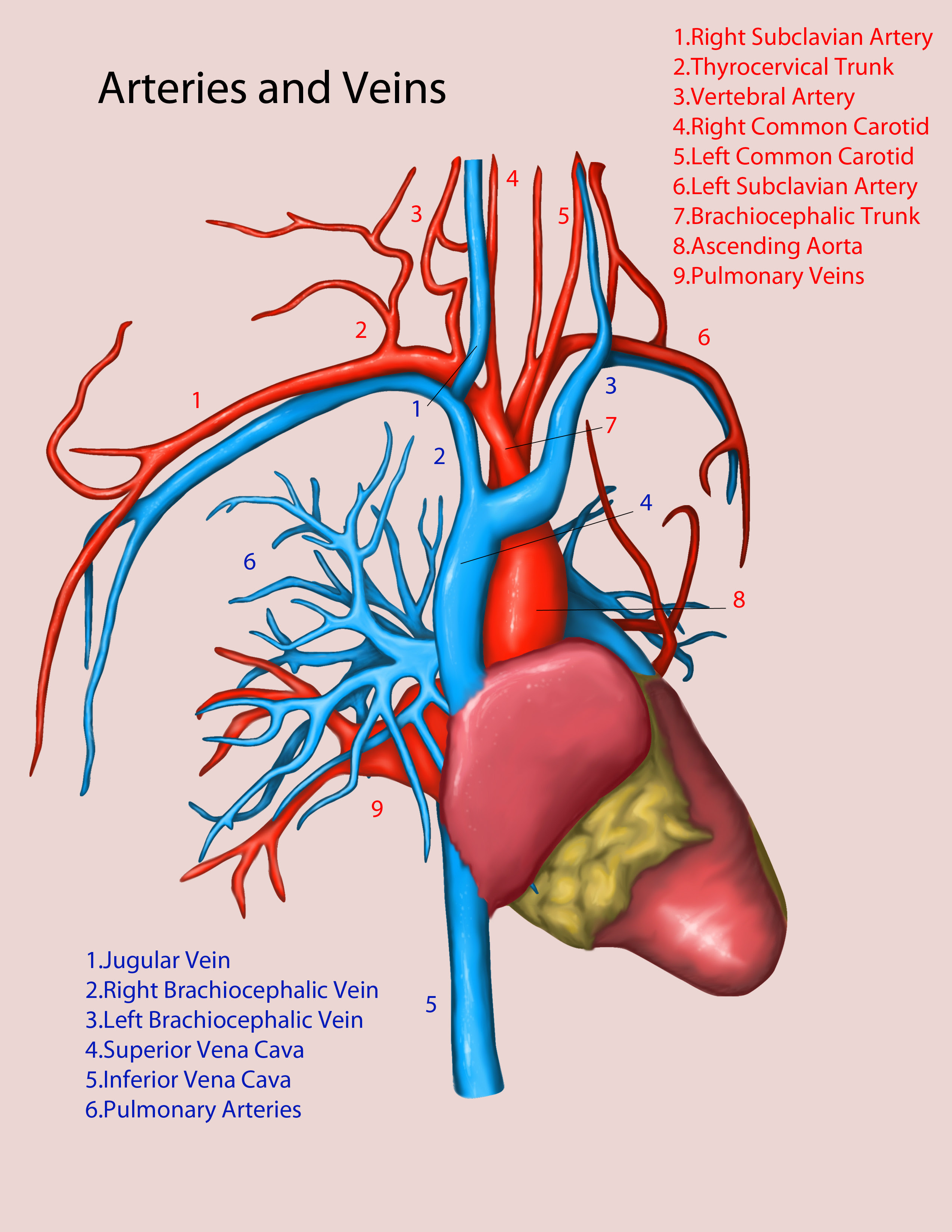 Veins And Arteries In The Neck - Major Arteries Of The ...