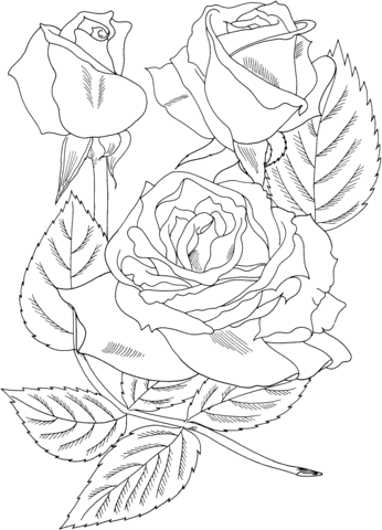sundowner rosa grandiflora coloring page  free printable