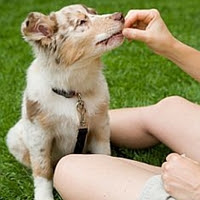 Positive Reinforcement Dog Training Guide