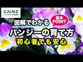 [10000印刷√] パンジー 発芽しない 152312-パンジー 発芽しない 原因