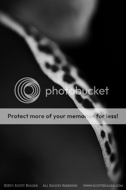 ©2011 Scott Bulger, All Rights Reserved