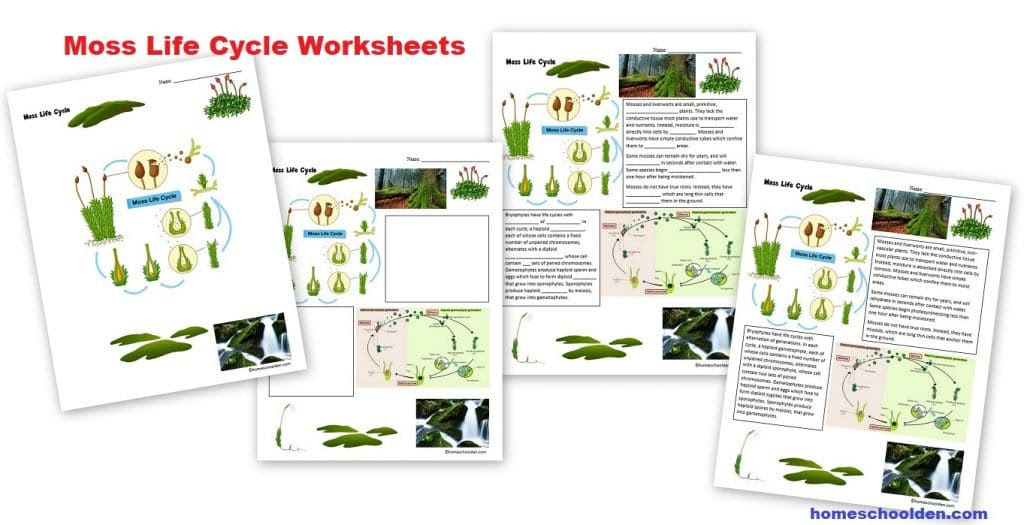 Fern Diagram Blank